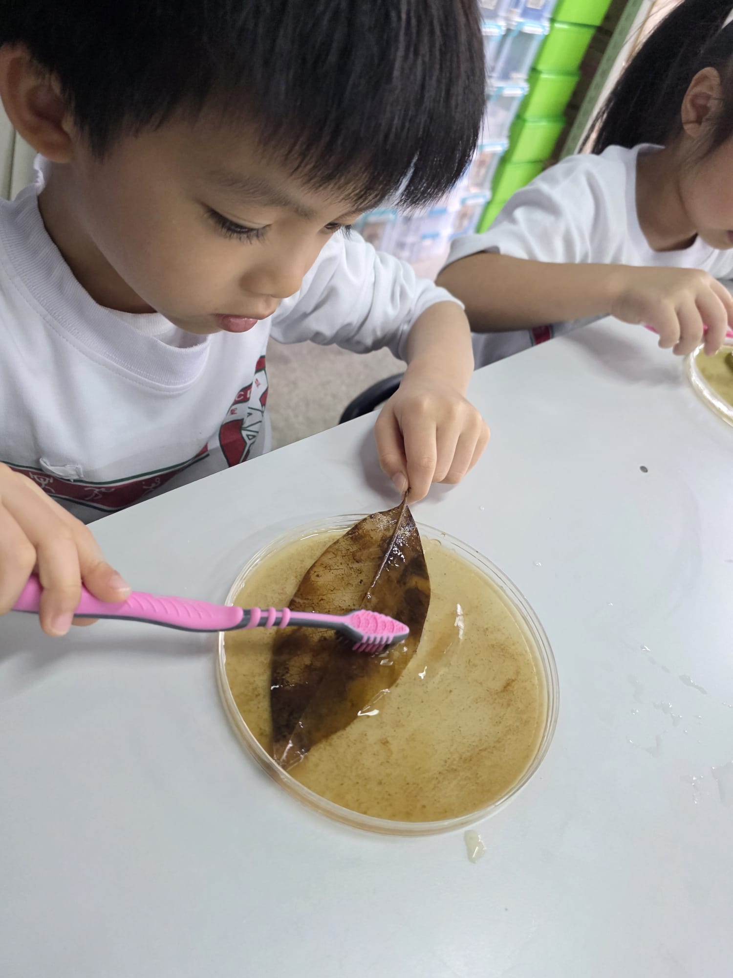 幼兒STEAM小組-葉脈實驗